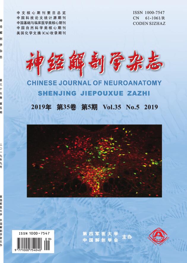 神经解剖学杂志