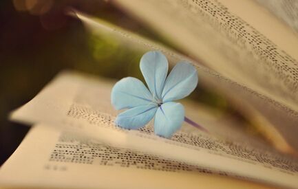 引言写作的注意事项有哪些？