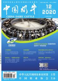 中国奶牛