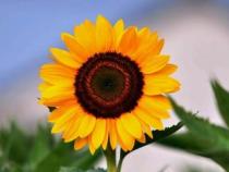 呼吸内科优秀范文精编