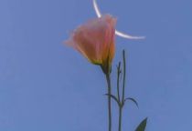 学前教育专业毕业论文格式要求