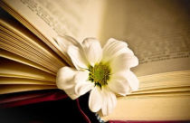 教师自费出书怎么安排？有哪些注意事项？